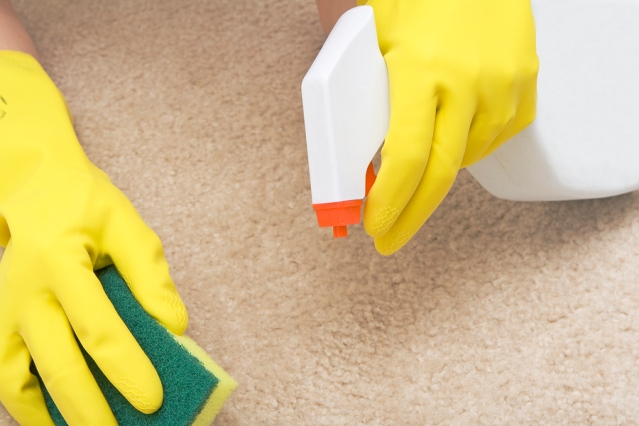 cleaning stain on a carpet with a sponge